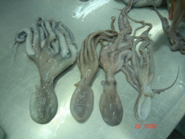 Poulp Squid