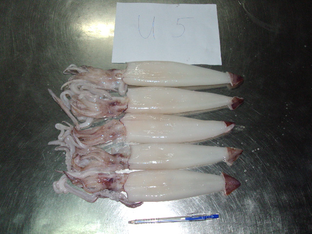 Frozen Loligo Squid