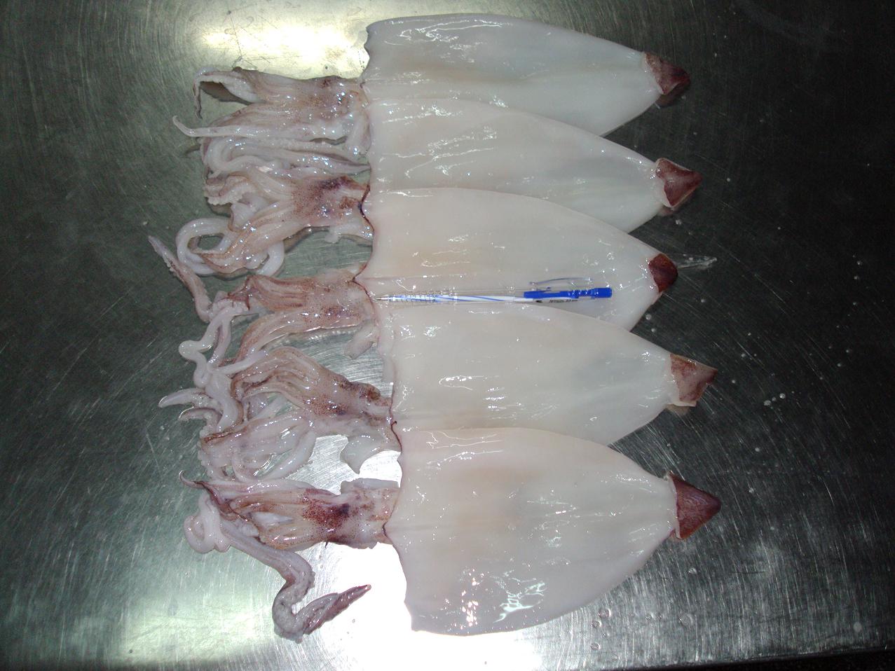 Frozen Loligo Squid