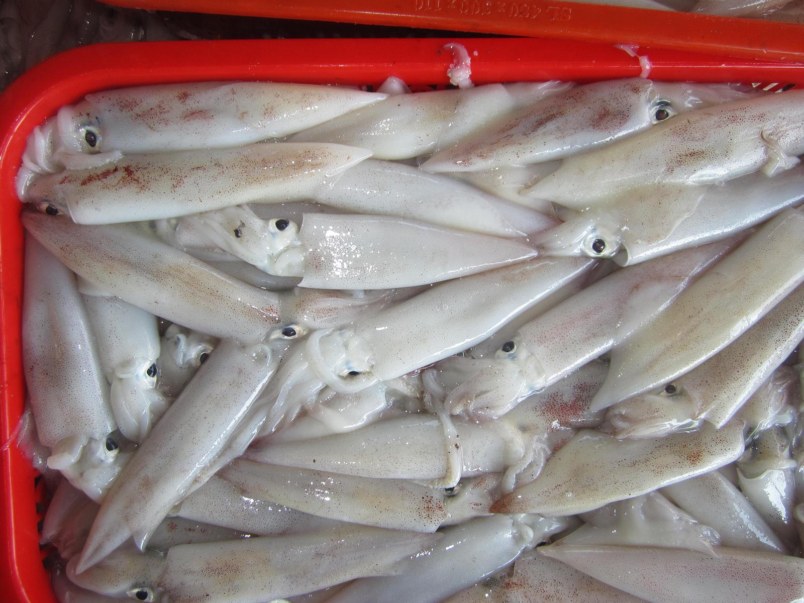 Frozen Loligo Squid