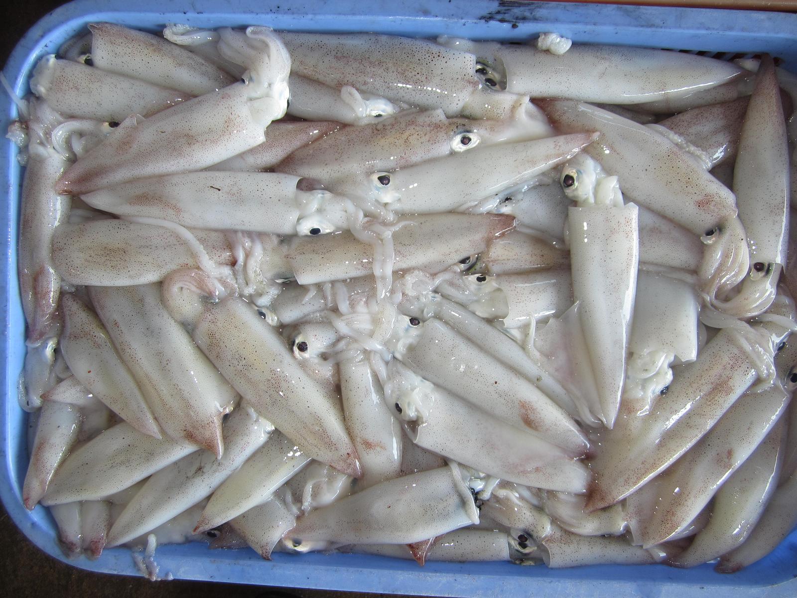Frozen Loligo Squid